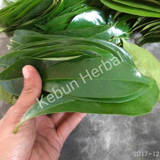 Jual DAUN SIRSAK SEGAR PER 100 LEMBAR Shopee Indonesia