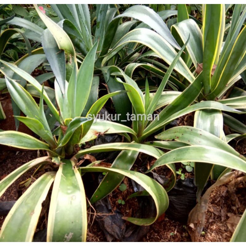 Jual Tanaman Hias Agave Siklok Pohon Agave Pohon Siklok Shopee Indonesia