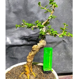 Jual Bonsai Small Sancang Premna Microphylla Program Mame Cakep