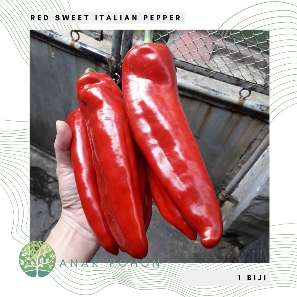 Jual Benih Bibit Biji Cabai Red Sweet Italian Pepper Paprika Merah