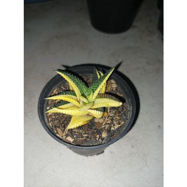 Jual Haworthia Limifolia Varigata Shopee Indonesia