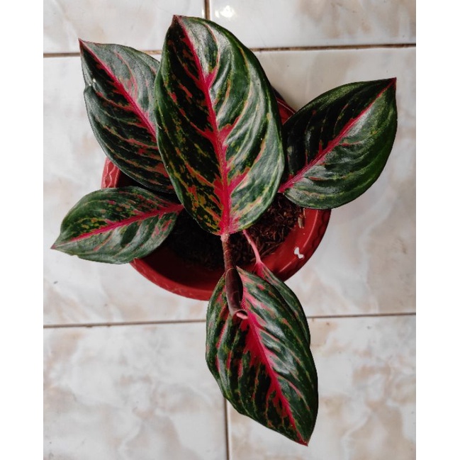 Jual Aglaonema Red Borju Shopee Indonesia