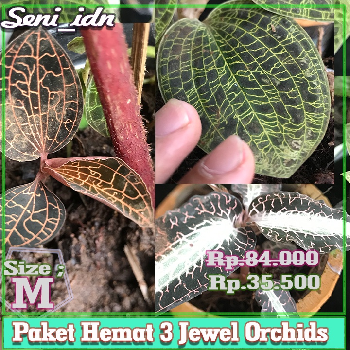 Jual Paket Hemat 3 Jenis Jewel Orchids Tanaman Hias Langka Ukuran M