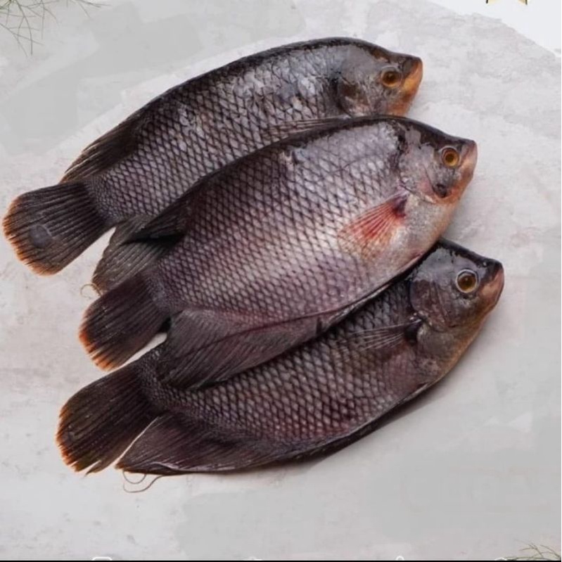 Jual Ikan Gurame Segar 1 Kg Isi 3 1 Kg Shopee Indonesia