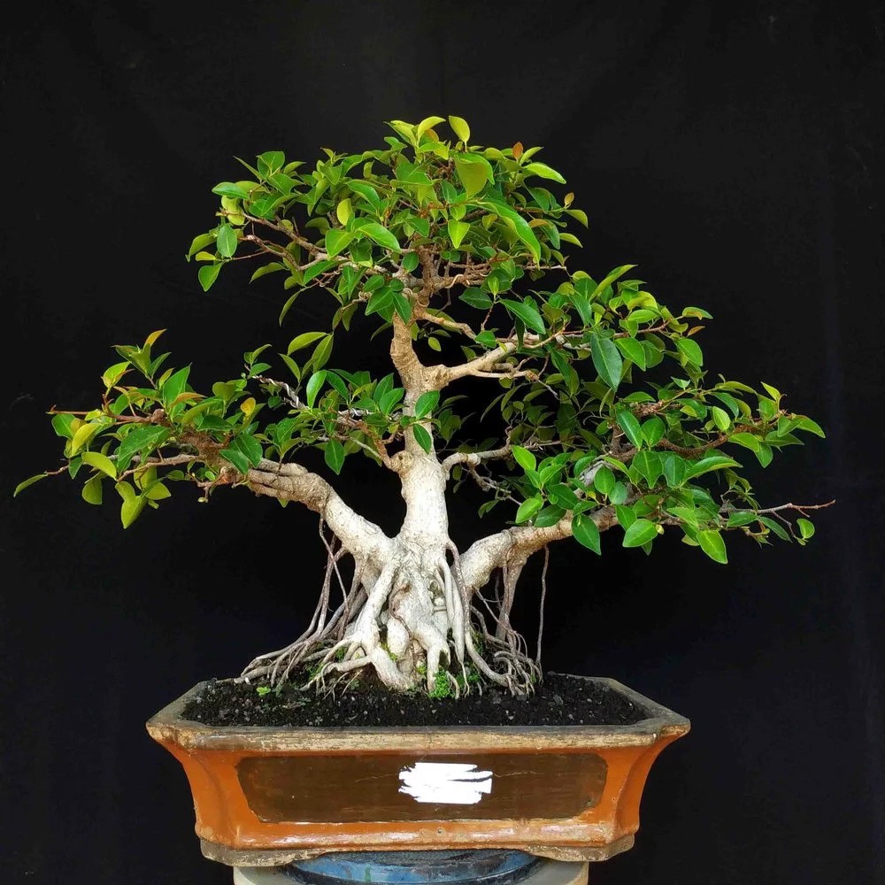 Jual Bonsai T500 Pohon Beringin Iprik Ficus Retusa Formal Tanaman Hias