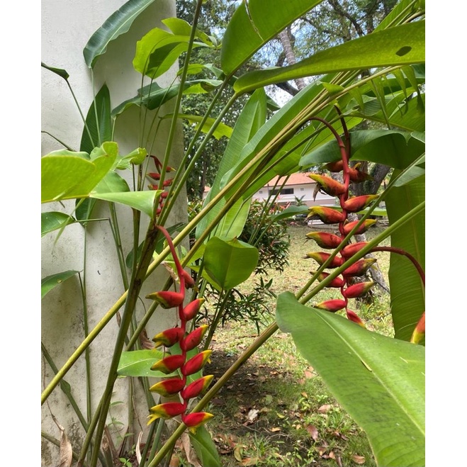 Jual Tanaman Hias Heliconia Pisang Pisangan Bunga Merah Heliconia