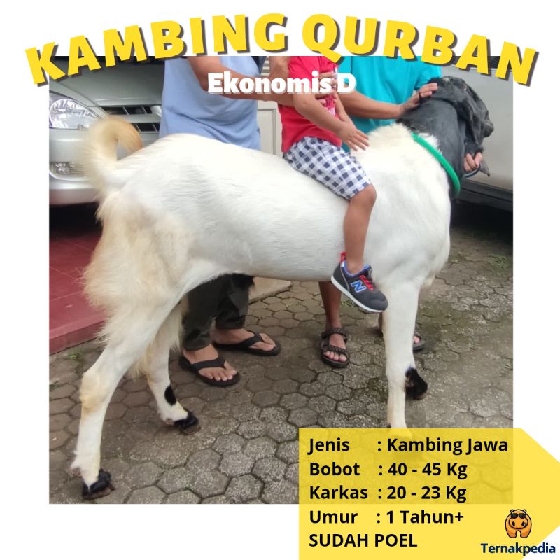 Jual Kambing Qurban Kg Kambing Kurban Surabaya Kambing Qurban