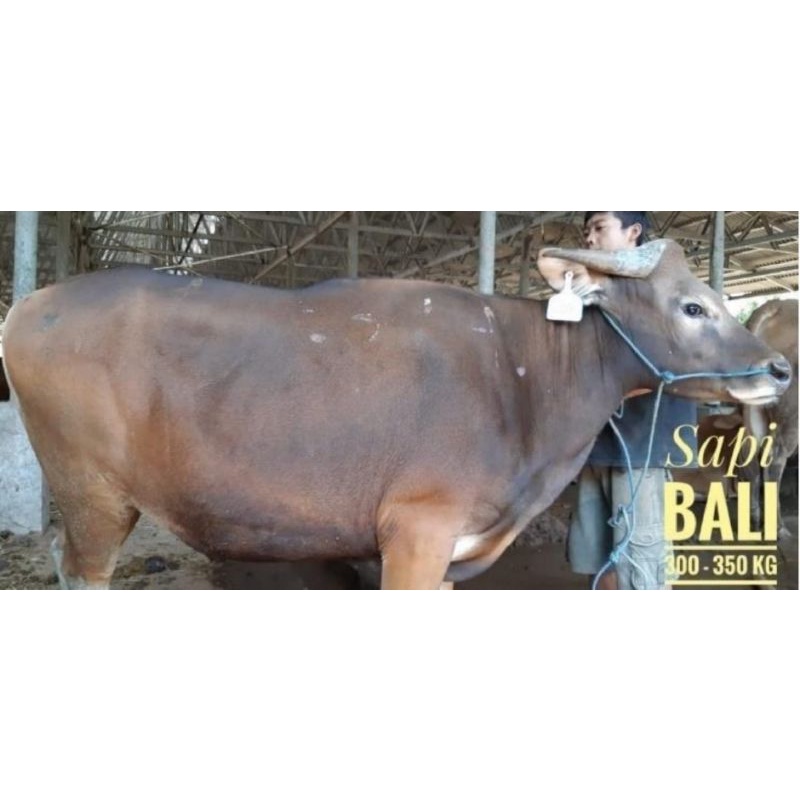 Jual Sapi Bali Bobot 300 350kg Shopee Indonesia