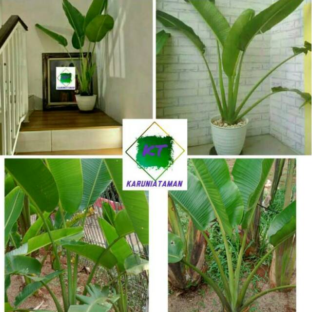 Jual Pohon Pisang Kipas Tinggi 1 5 Mtr Daun Pohon Pisang Hias Indoor