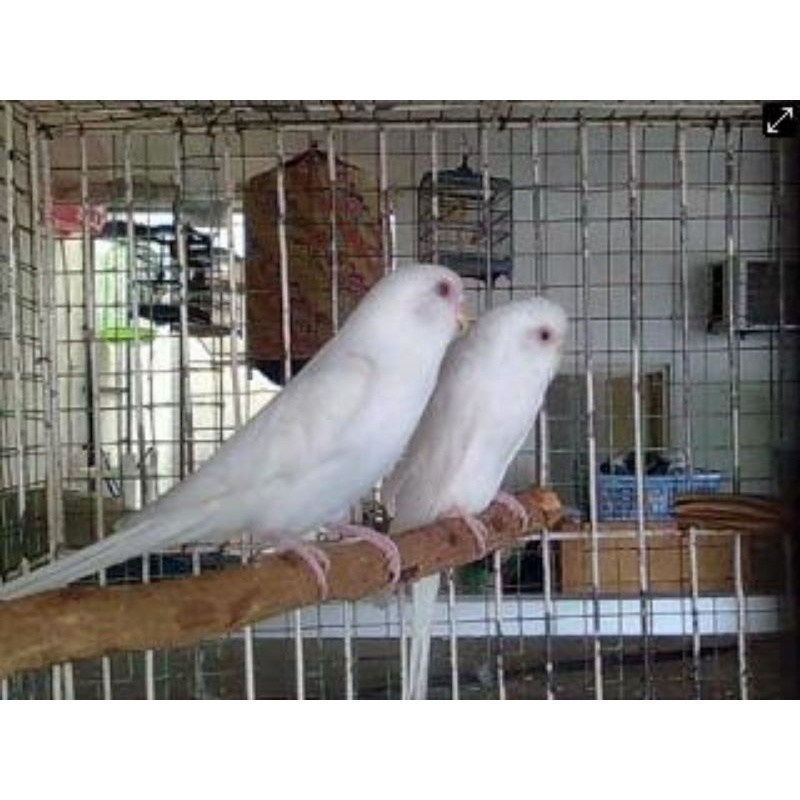 Jual BURUNG PARKIT LUTINO ALBINO MATA MERAH SATUAN SEPASANG