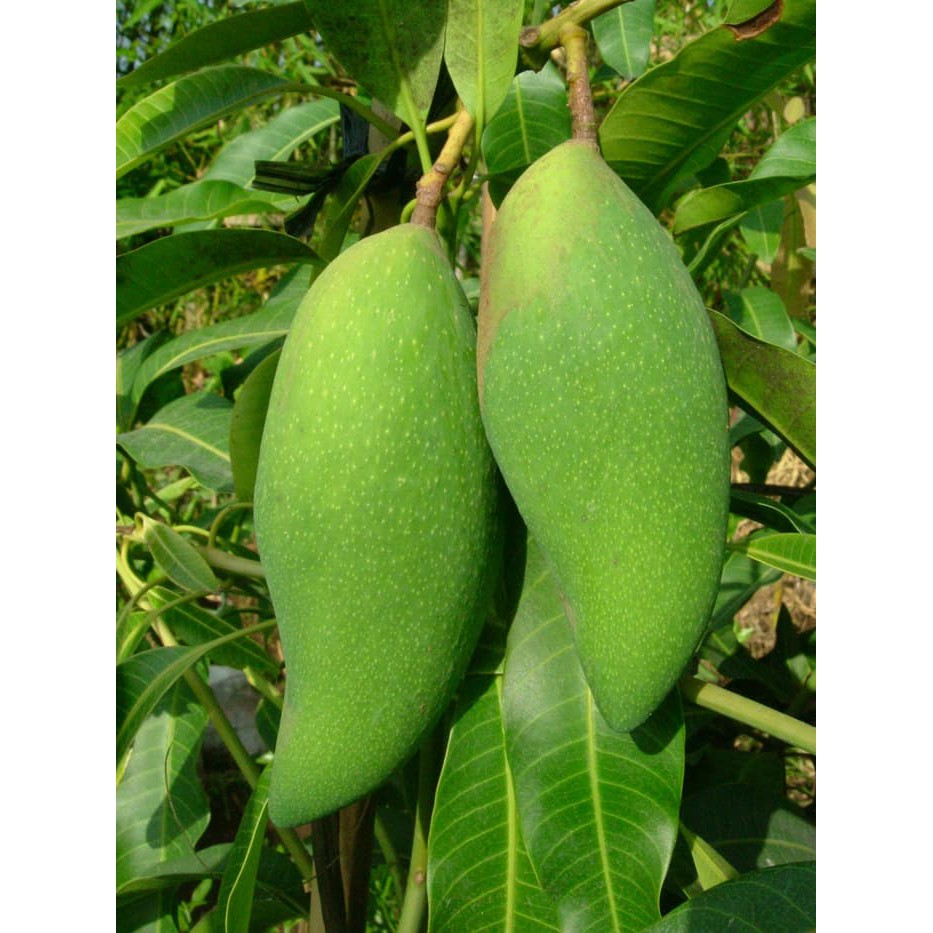 Jual Bibit Tanaman Buah Mangga Falan Cm Shopee Indonesia