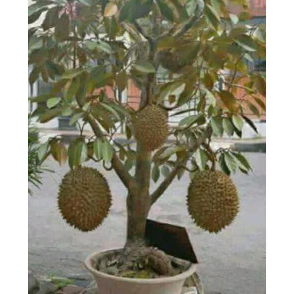 Jual Sp Li Bibit Tanaman Bisa Berbuah Dalam Pot Buah Durian Montong