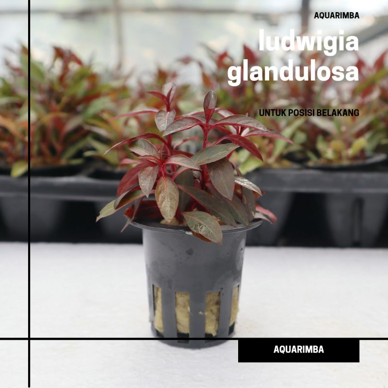 Jual Ludwigia Glandulosa Tanaman Aquascape Tanpa Co2 Shopee Indonesia