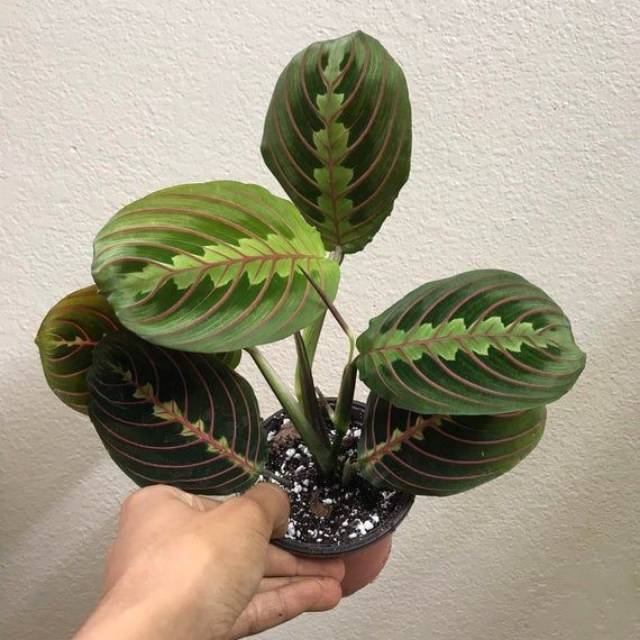 Jual Tanaman Hias Calathea Maranta Leuconeura Shopee Indonesia