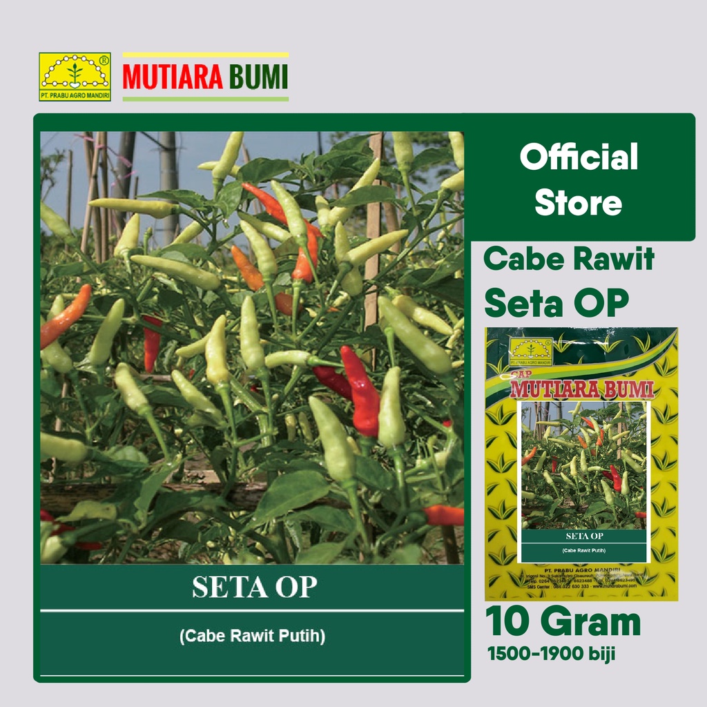 Jual Benih Cabe Rawit Putih Seta Super Gram Isi Biji