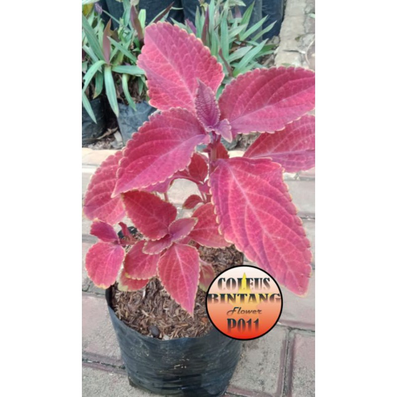 Jual Tanaman Hias Miana Jawer Kotok Iler Coleus P011 Shopee