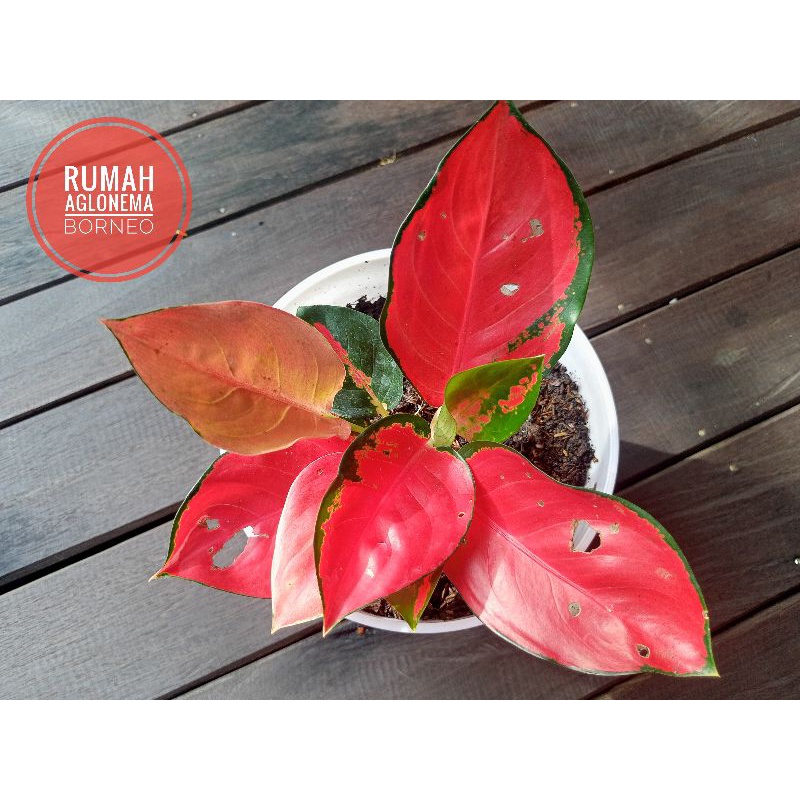 Jual Aglaonema Aglonema Suksom Jaipong Culture Mutasi Rumpun Real