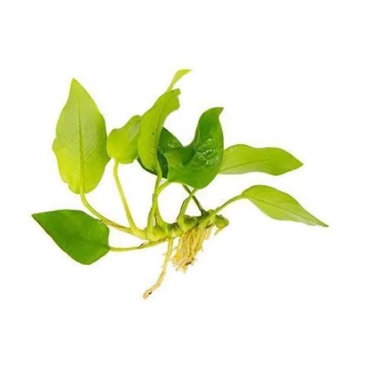 Jual Anubias Golden Tanaman Aquascape Tanpa Co Shopee Indonesia