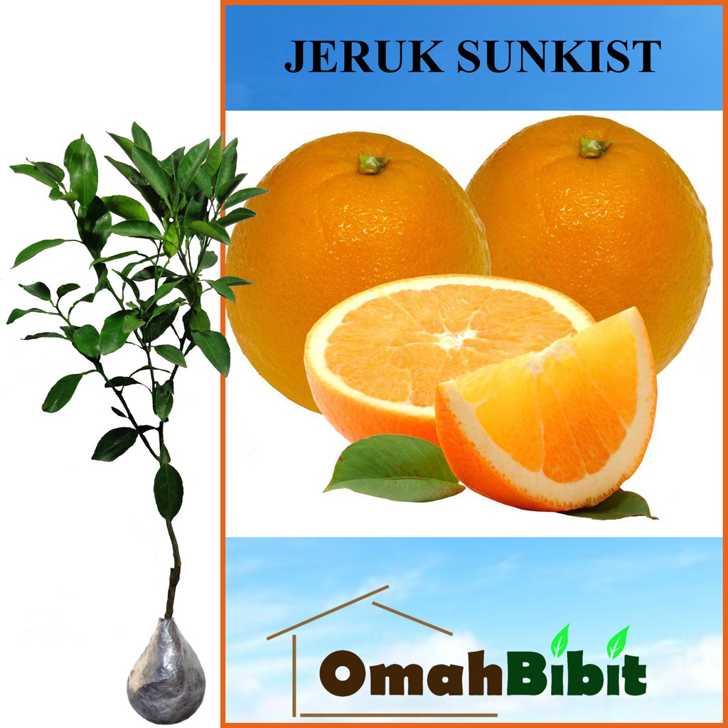 Jual Tanaman Jeruk Sunkist Iris Tinggi Cm Shopee Indonesia