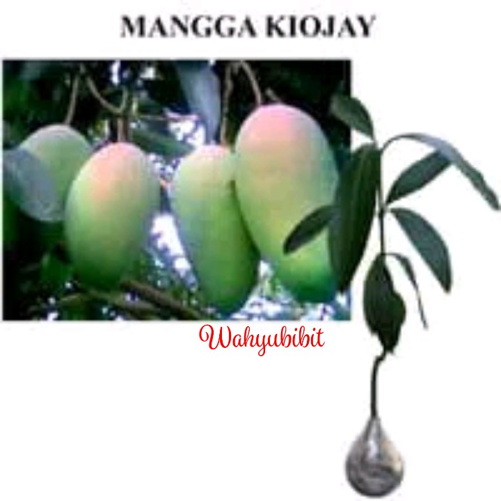 Jual Bibit Mangga Kiojay Benih Pohon Tanaman Buah Okulasi Bisa Untuk