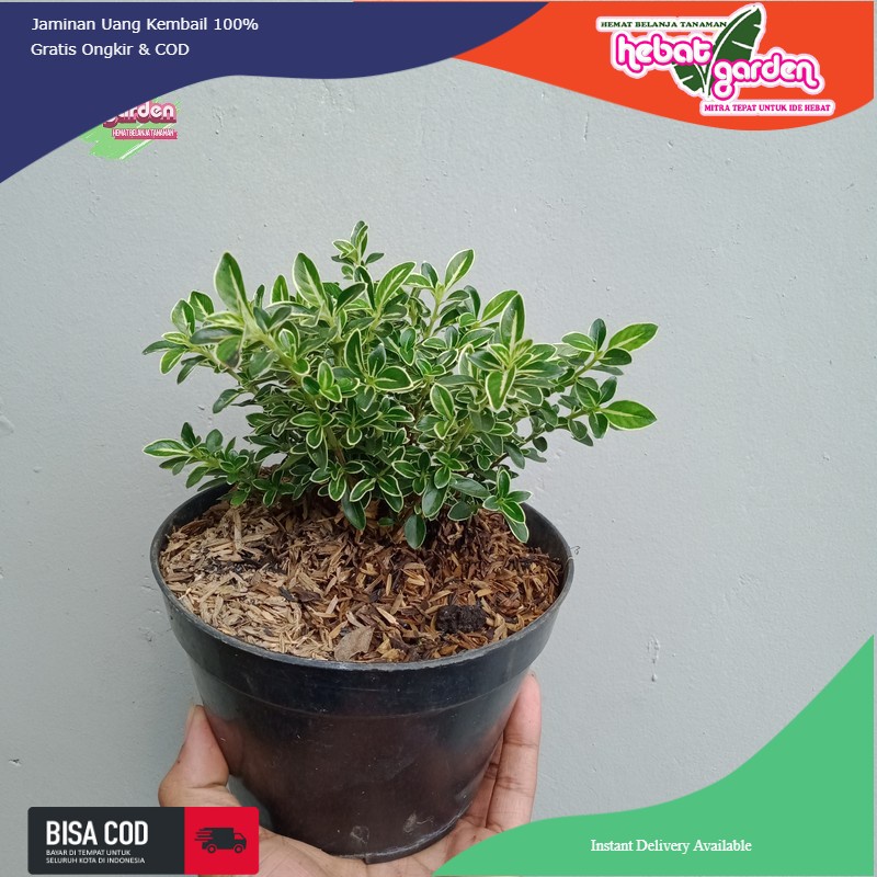 Jual HINGKIP MIRTEN Serissa Foetida Variegata BAHAN BONSAI Border