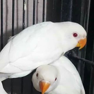 Jual Burung Love Bird Albino Mata Merah Banyak Pilihan Shopee Indonesia