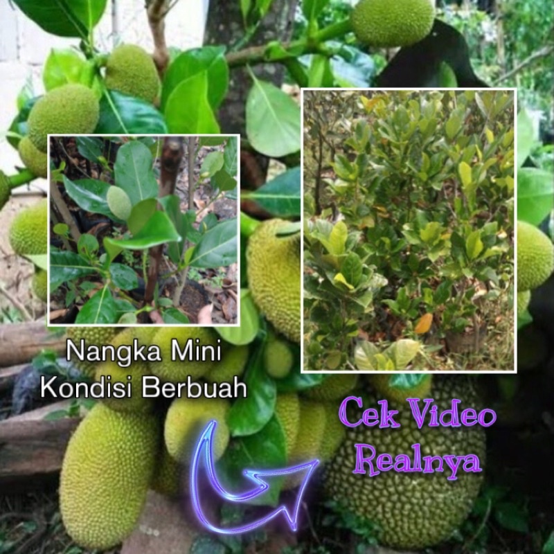 Jual Bibit Nangka Mini Variasi BERBUAH Ready Jika Tulisan Berbuah Bisa