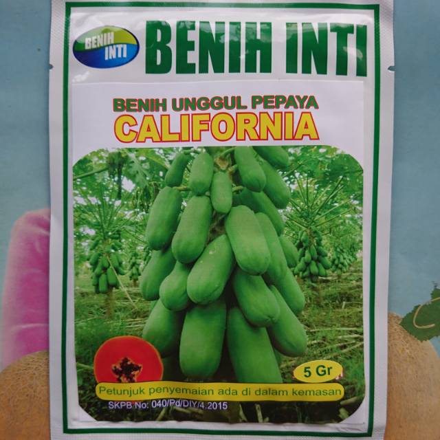 Jual Benih Bibit Pepaya California Calina Ipb Gr Shopee Indonesia