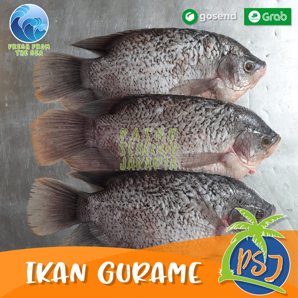 Jual PROMO Ikan Gurame Segar Bersih 1kg Isi 2 3 Ekor Ikan Gurame Segar