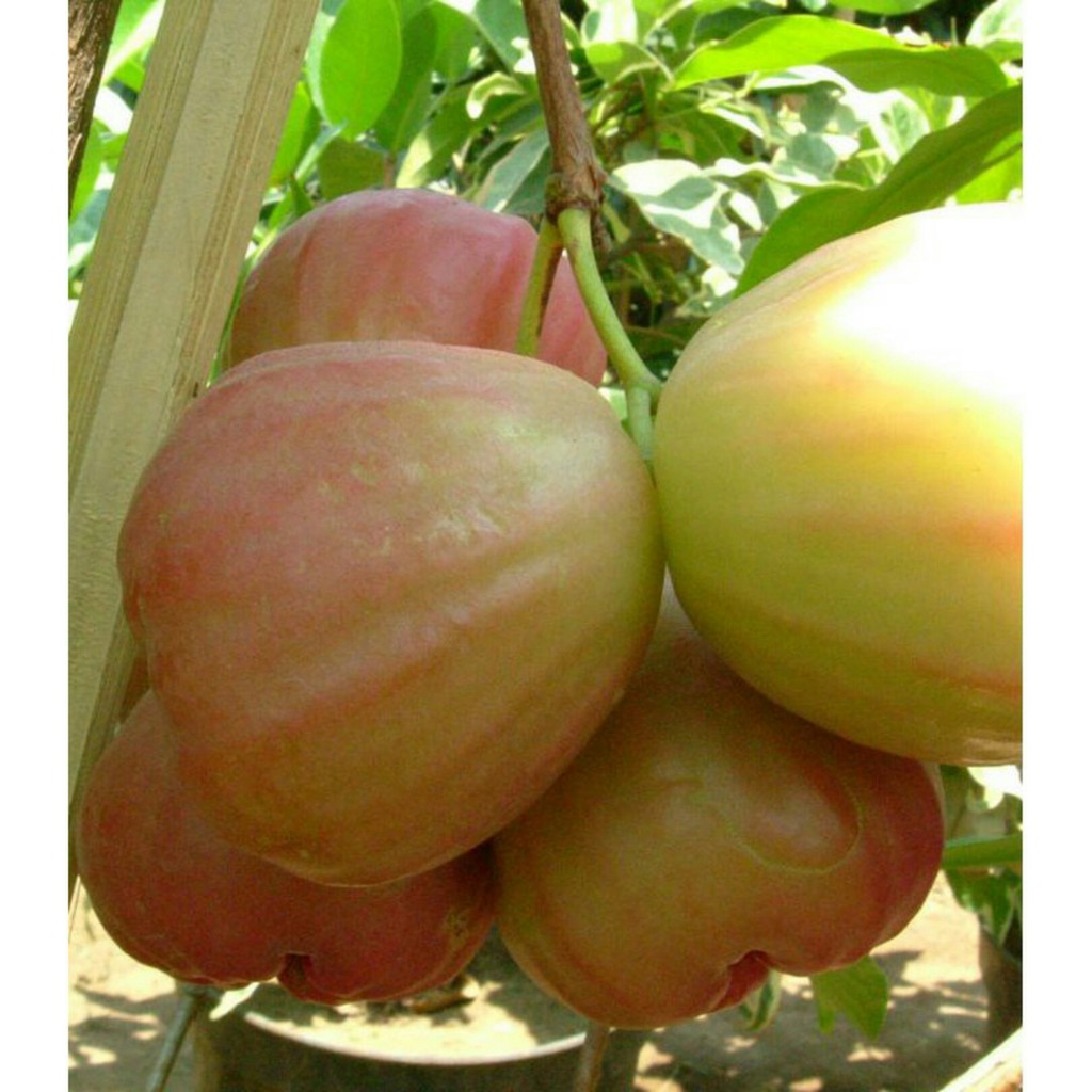 Jual Bibit Jambu Air King Rose Shopee Indonesia