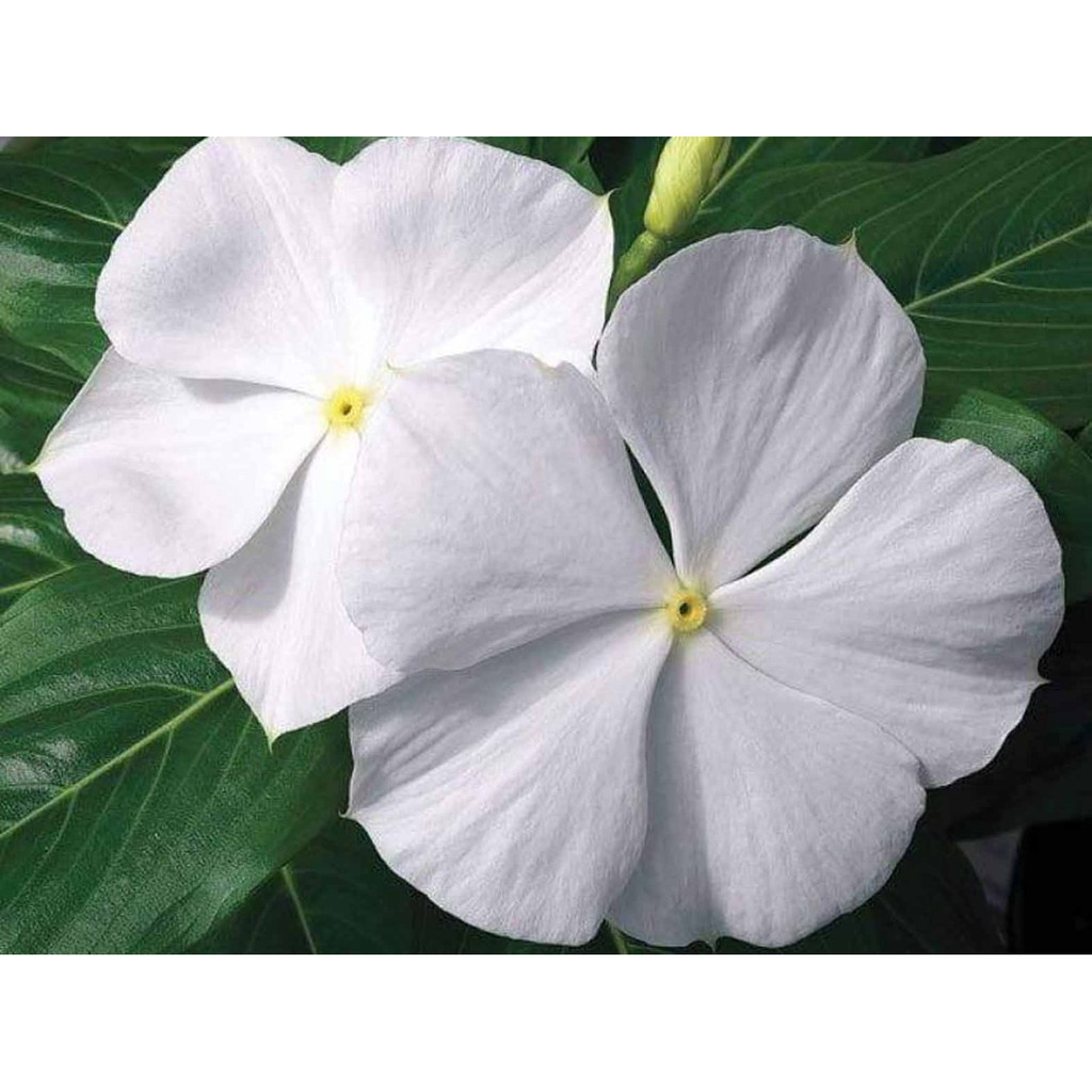 Jual Biji Bunga Vinca White Tapak Dara Bibit Tanaman Pohon Bunga