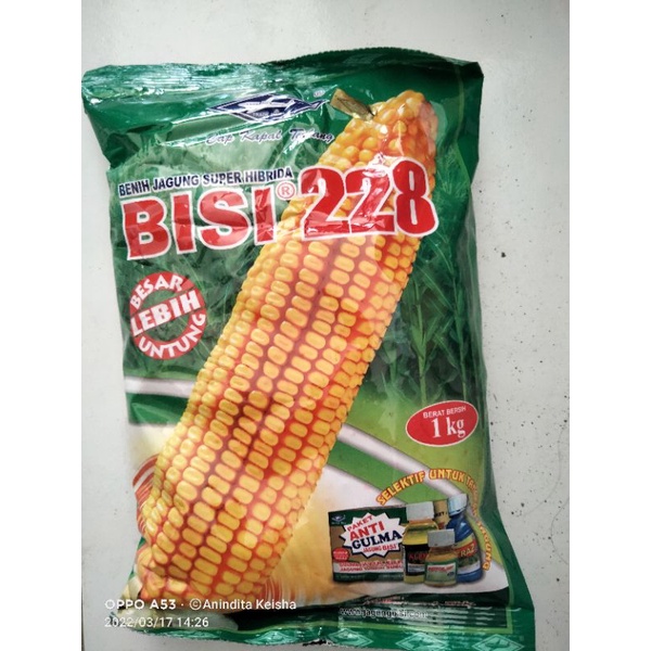 Jual Benih Jagung Super Hibrida Bisi Cap Kapal Terbang Kg Shopee