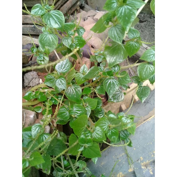 Jual Daun Suruhan Daun Sirih Cina Tumpangan Air G Shopee Indonesia