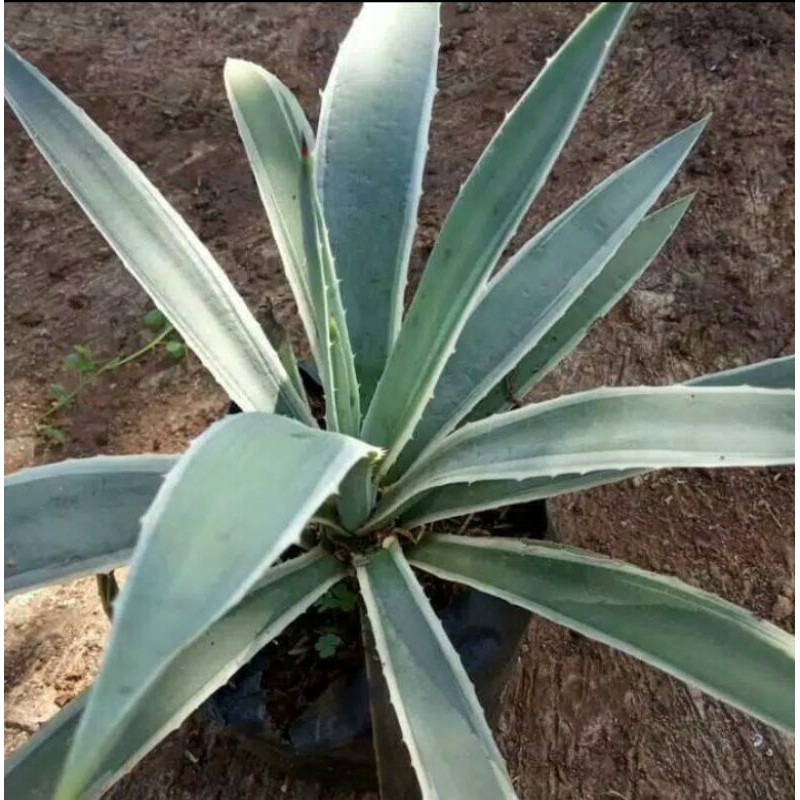 Jual PROMO Tanaman Hias Agave Silver Siklok Silver Shopee Indonesia