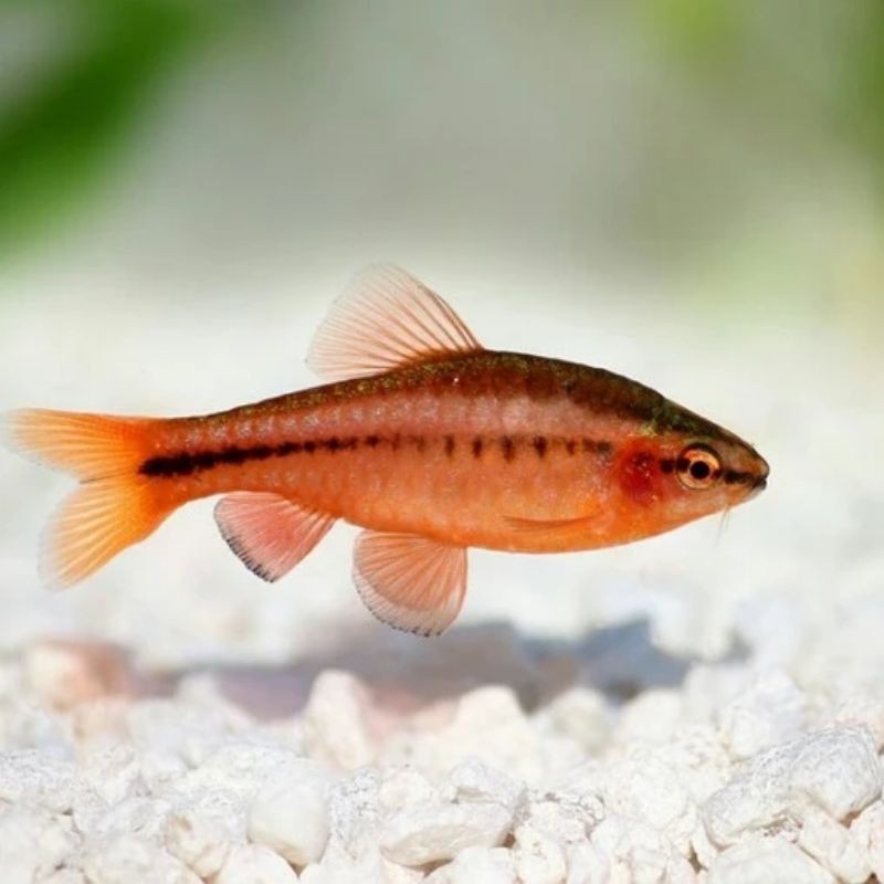 Jual Ikan Hias Cherry Barb Aquascape Shopee Indonesia