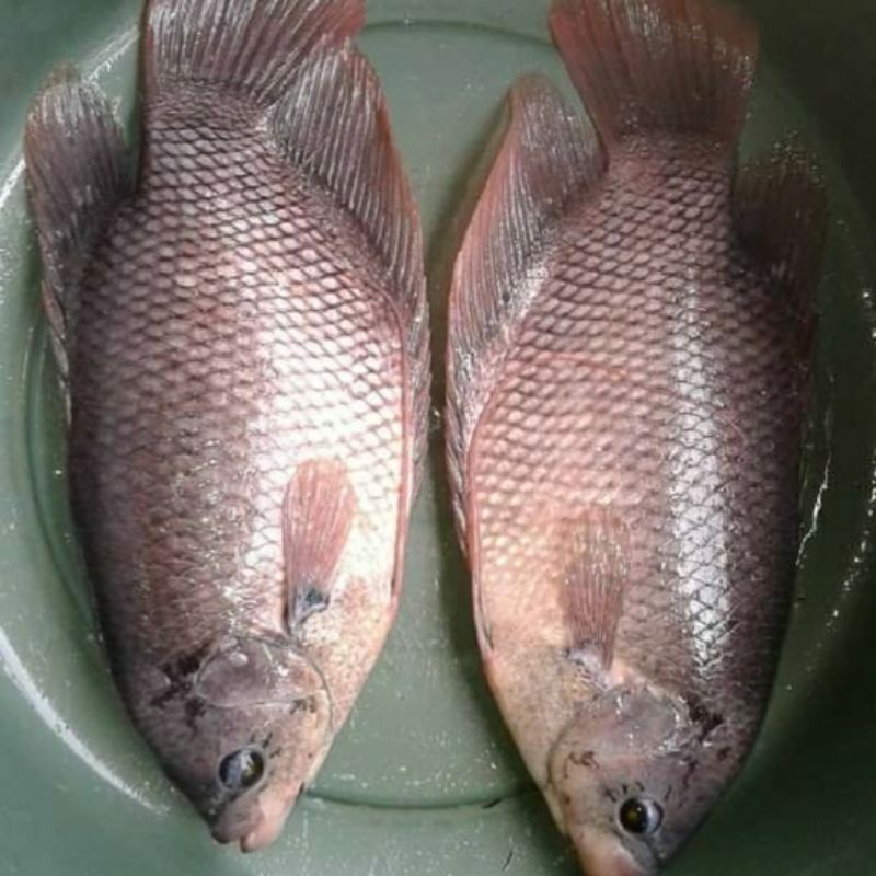 Jual Ikan Gurame Segar Kg Isi Shopee Indonesia