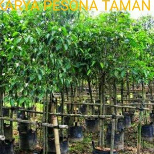 Jual Tanaman Hias Pohon Tanjung Tinggi 2 Meter Tanaman Peneduh