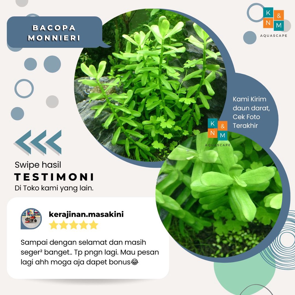 Jual Bacopa Monnieri Monieri Tanaman Tumbuhan Stamp Stem Aquascape