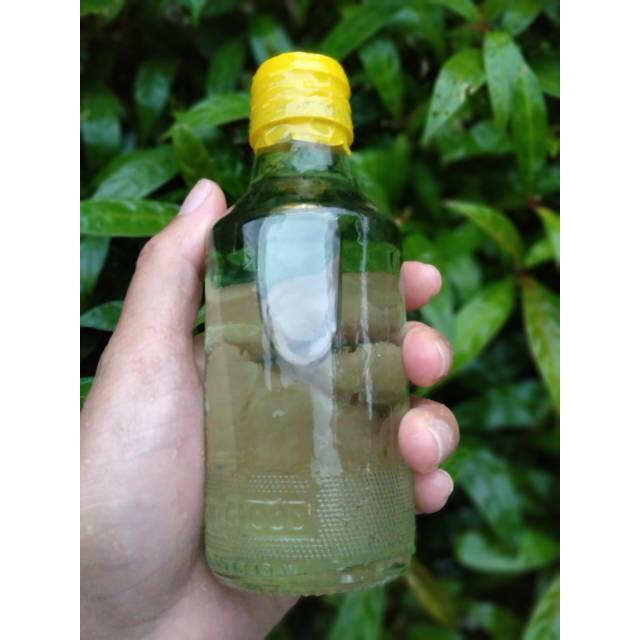 Jual MINYAK KAYU PUTIH 140ml ASLI AMBON PULAU BURU NAMLEA Shopee