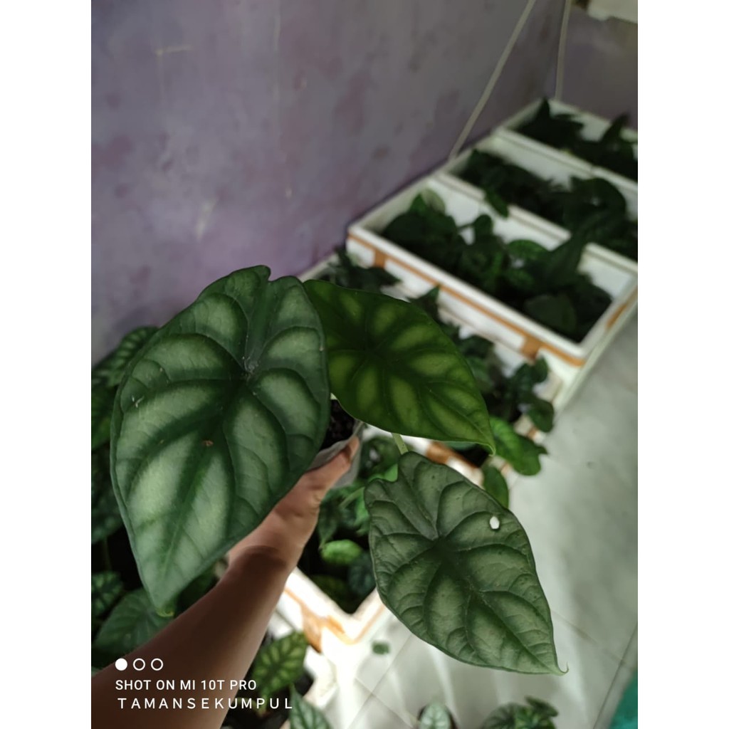 Jual Rawatan Alocasia Dragon Scale Daun Dragon Silver Dragon