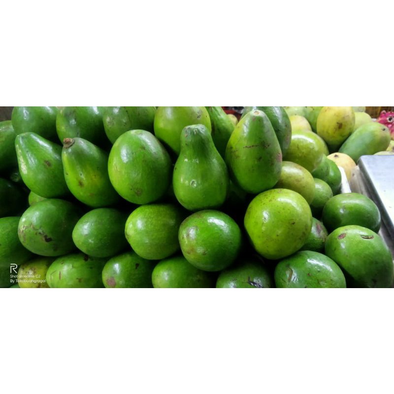 Jual ALPUKAT MENTEGA LAMPUNG 1KG Shopee Indonesia