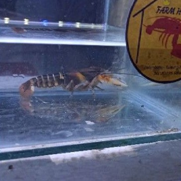 Jual Lobster Hias Papua Tiger Shopee Indonesia