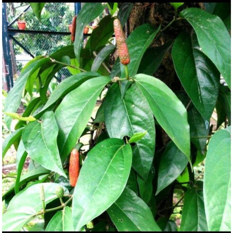 Jual Cabe Jawa Kering 100g Shopee Indonesia