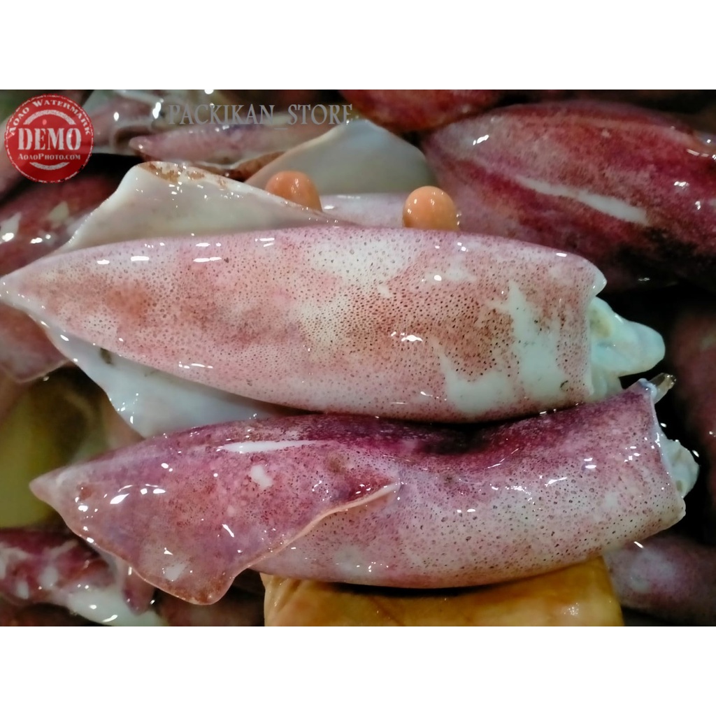 Jual Cumi Segar Merah Kg Seafood Segar Shopee Indonesia