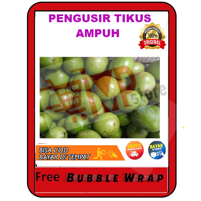 Jual PER Kg Buah Bintaro Pengusir Tikus Di Rumah Buah Simpalak Anti