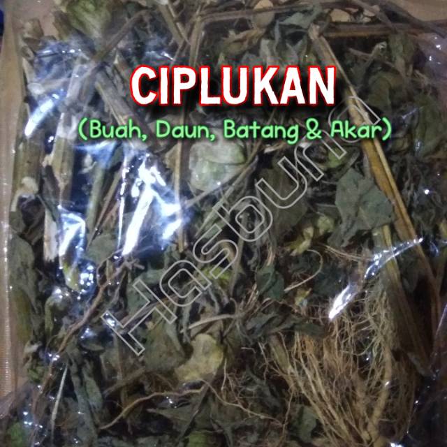 Jual Ciplukan Kering Buah Daun Pohon Akar Shopee Indonesia