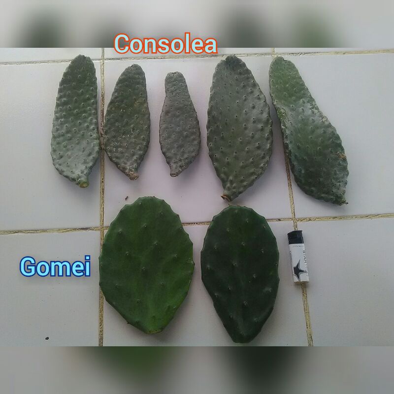 Jual Kaktus Opuntia Consolea Gomei Cm Shopee Indonesia