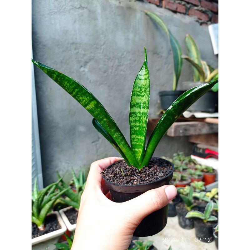 Jual Tanaman Hias Sansevieria Sansivera Hybrid Pearsonii X Basseball