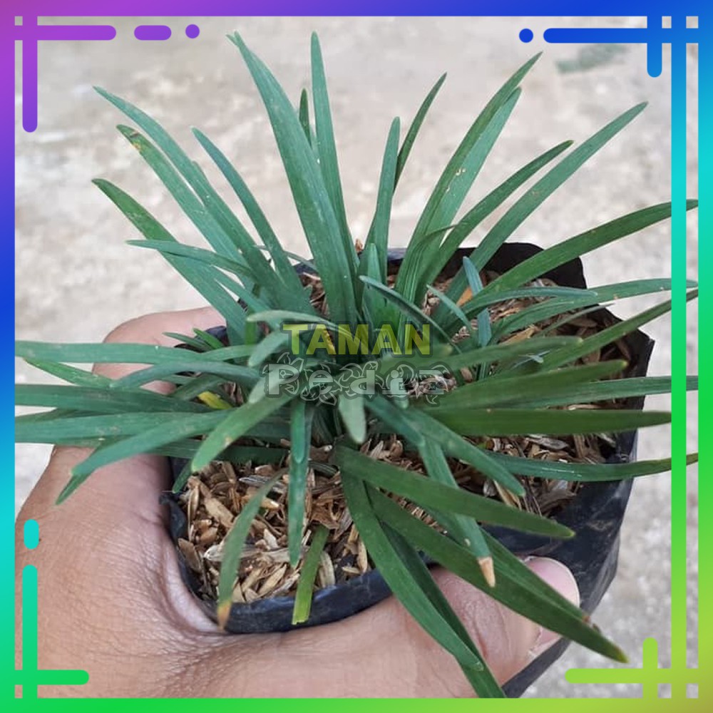 Jual Tanaman Kucai Mini Rumput Kucai Mini Pohon Kucay Shopee Indonesia