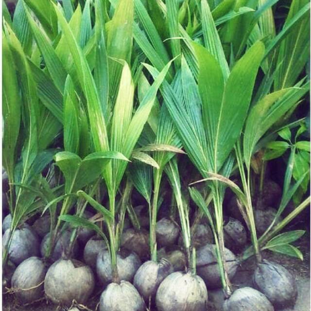 Jual Bibit Kelapa Kopyor Activ Wisata Agrotani Shopee Indonesia